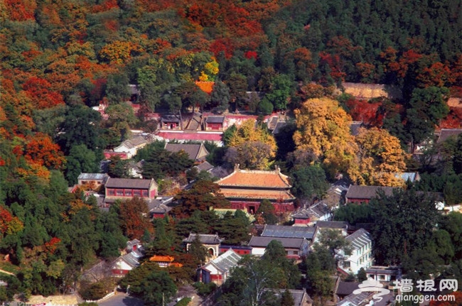 京西已漫山紅遍 再不去就看不到啦