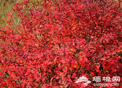 愛在初秋 北京18大紅葉觀賞地[牆根網]