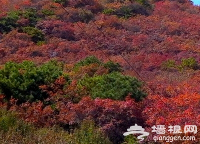 愛在初秋 北京18大紅葉觀賞地[牆根網]