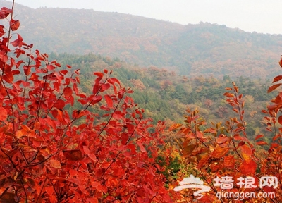 愛在初秋 北京18大紅葉觀賞地[牆根網]