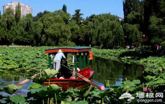 京城賞荷好地方 2014北京紫竹院公園賞荷