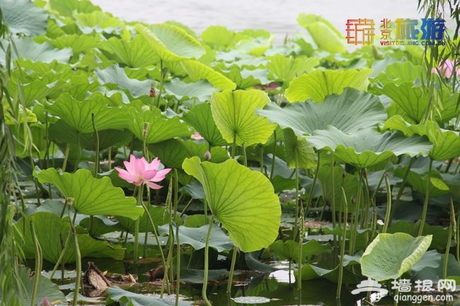 2014北京圓明園第十九屆荷花節（開放時間+門票價格）