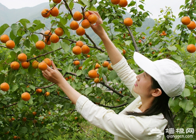 北寨紅杏節開幕 北京平谷北寨村旅游指南[牆根網]