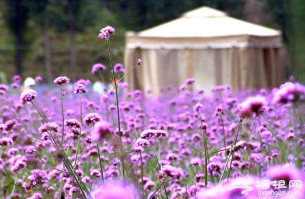 紫海香堤藝術莊園 京郊密雲也有薰衣草