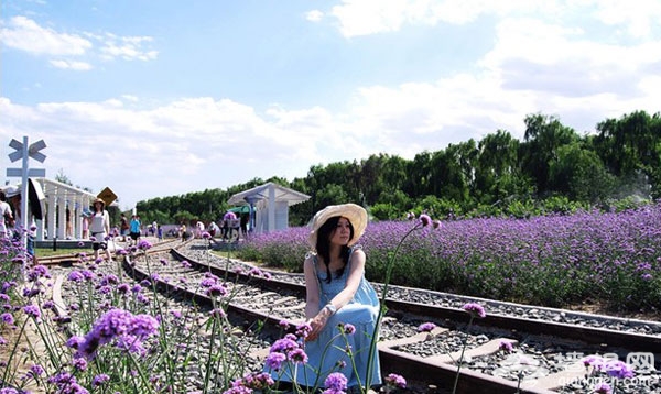 藍調薰衣草莊園 徜徉在紫色夢幻裡