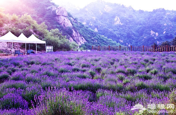 雲峰山上薰衣草 京郊的紫色花海