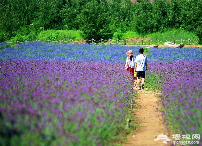 紫海香堤香草藝術莊園 聞香識色浪漫之約