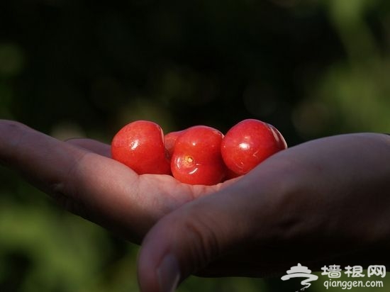 誘人紅櫻桃