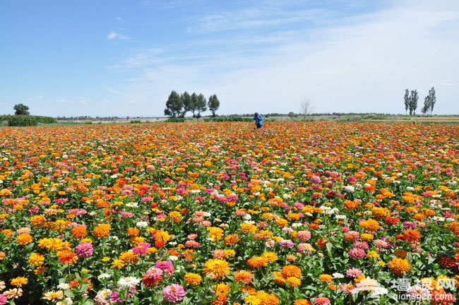 通州花仙子萬花園“冰島虞美人節”即將開幕