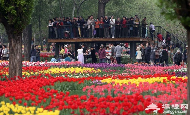 2014北京賞郁金香好地方 北京植物園郁金香盛開