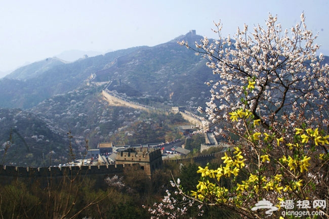 2014北京春游賞花好去處 八達嶺古長城杏花節