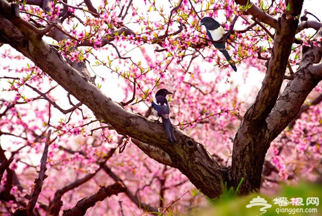 2014北京清明節去哪玩 2014北京清明踏青賞花好去處