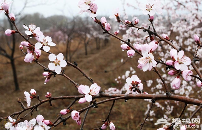 2014北京清明節去哪玩 2014北京清明踏青賞花好去處