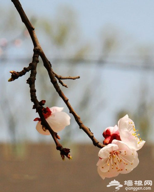 2014北京杏花花期 2014北京春季踏青賞杏花好地方 