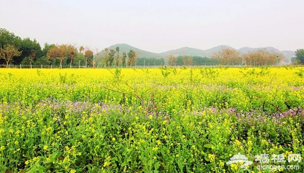 北京花海全攻略：京郊有花海，何必下江南