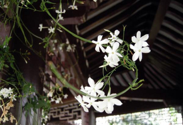 春游去哪玩？世界花卉大觀園 