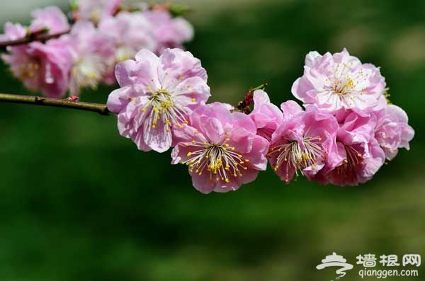 北京春天賞花 拍攝花朵攻略及目的地推薦