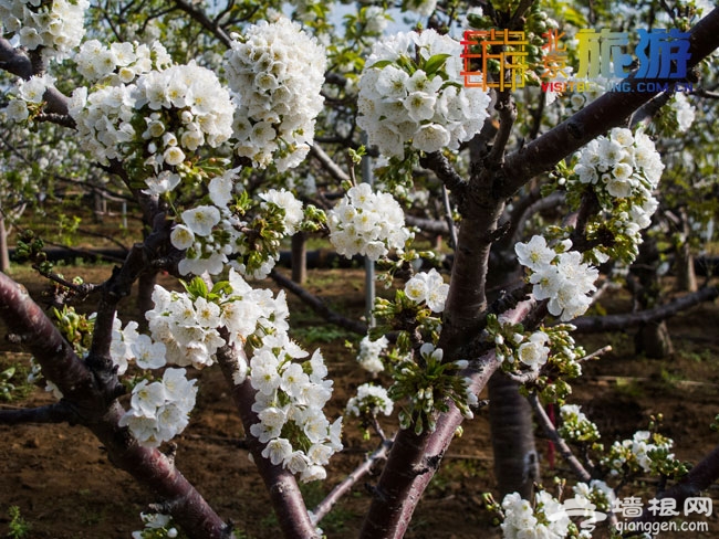 京郊密雲去賞花 櫻桃花觀賞攻略