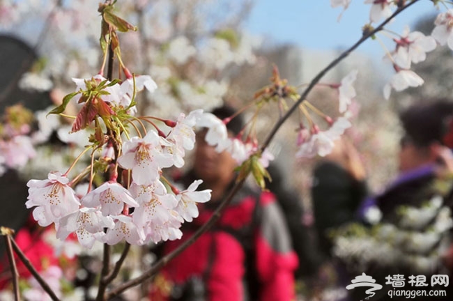 春季京郊密雲去賞花 櫻桃花觀賞攻略