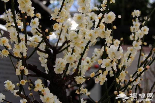 2014世界花卉大觀園梅花展開幕 冬季賞梅好去處