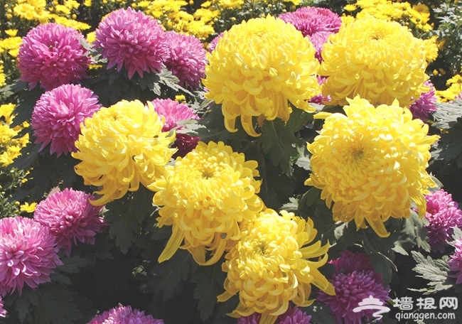 北京植物園 菊海花田賞秋花