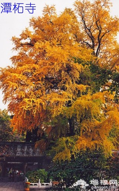 祈福賞紅葉 潭柘龍袍臨古寺 