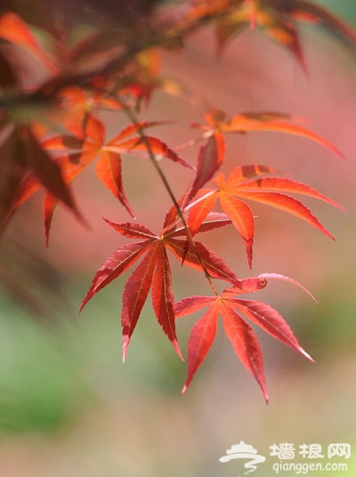 京郊賞紅葉目的地推薦：蟒山國家森林公園