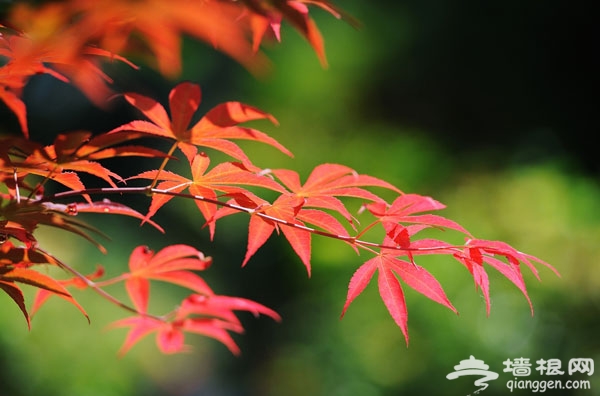 京郊賞紅葉好去處：百望山森林公園