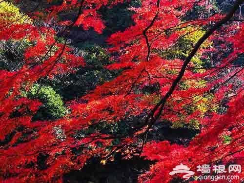 京郊賞紅葉目的地推薦：妙峰山一覽眾山小