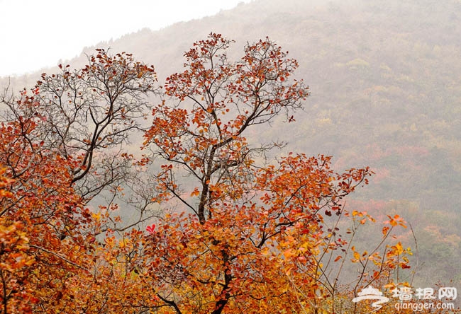 西山紅葉初泛紅：百望山森林公園