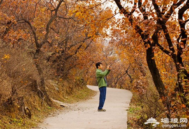 西山紅葉初泛紅：百望山森林公園