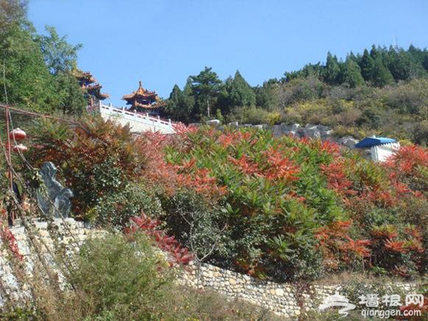 重陽節賞紅葉 聖泉山第五屆紅葉旅游文化節