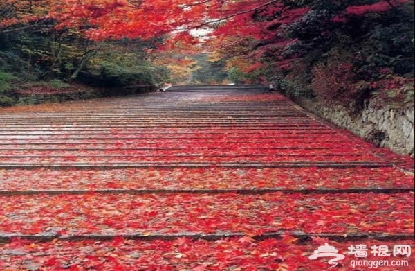 重陽節賞紅葉 聖泉山第五屆紅葉旅游文化節