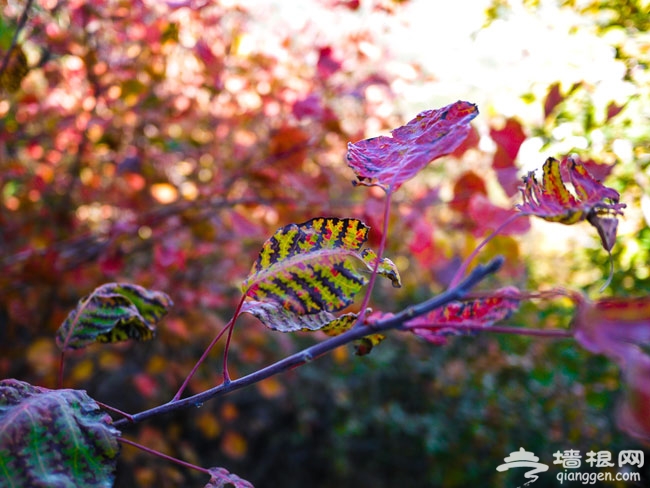 又是一年紅葉時 2013北京香山紅葉節賞紅葉攻略