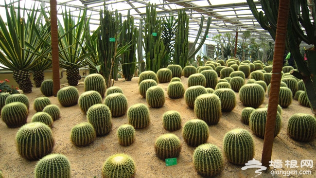 世界花卉大觀園 秋游賞菊醉人香