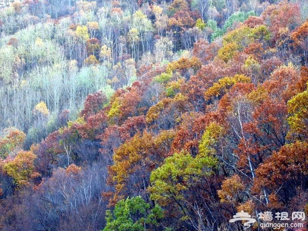 喇叭溝門原始森林 金秋登高賞美景