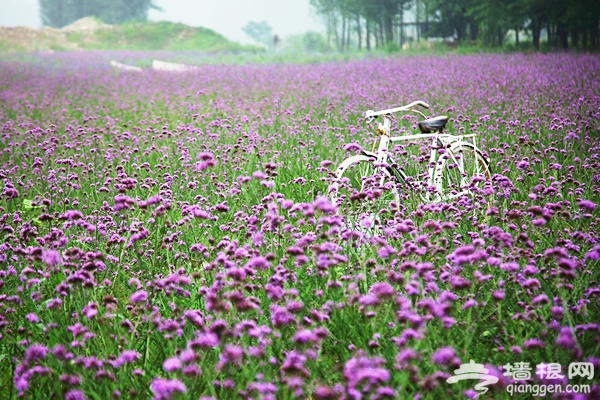 七夕濃情 相約花海月牙灣莊園 