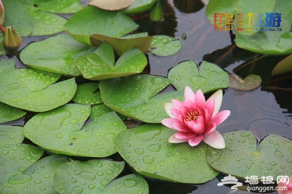 荷花進入盛花期 蓮花池公園賞荷實用攻略