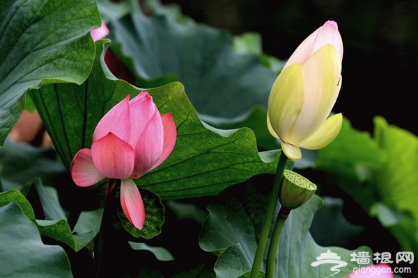 京城荷花爭艷 恭王府後花園臨水賞荷