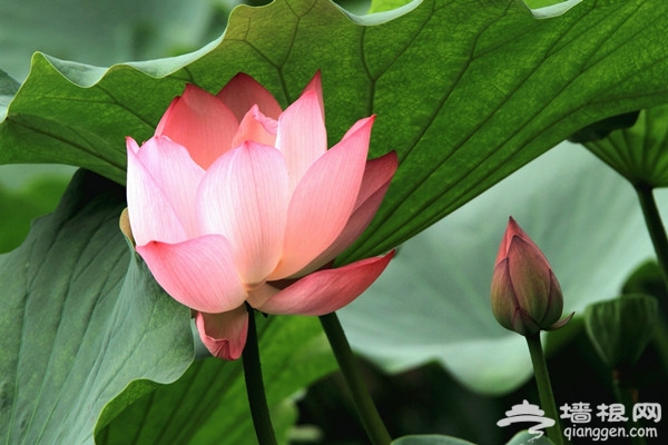 京城荷花爭艷 恭王府後花園臨水賞荷