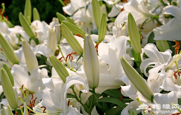 順義鮮花港 香水百合節開幕