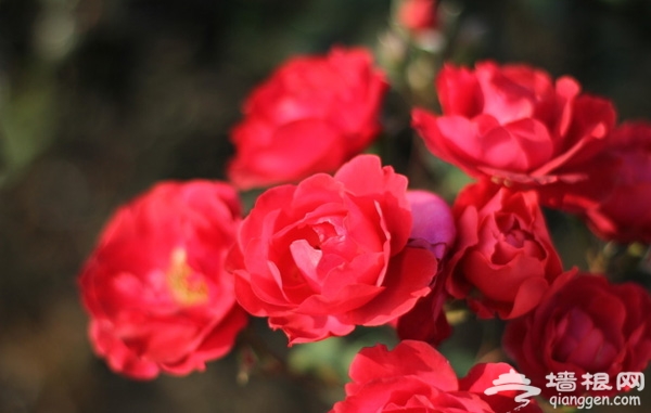 紅粉黃橙展笑臉 月季花香遍京郊