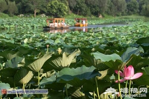 圓明園荷花(新浪博主：西北農夫)