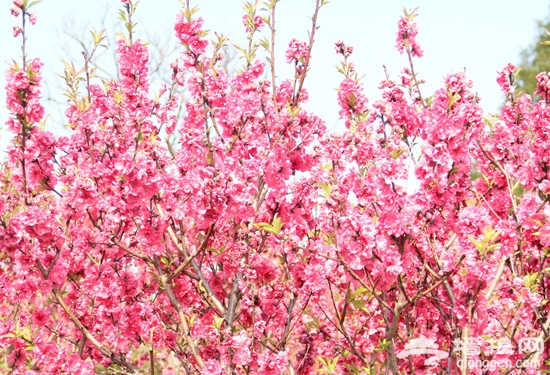 春光燦爛京郊熱門賞花地推薦