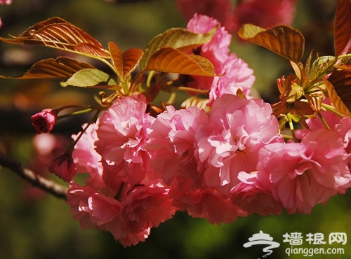 北京三月四月賞花景點推薦[牆根網]