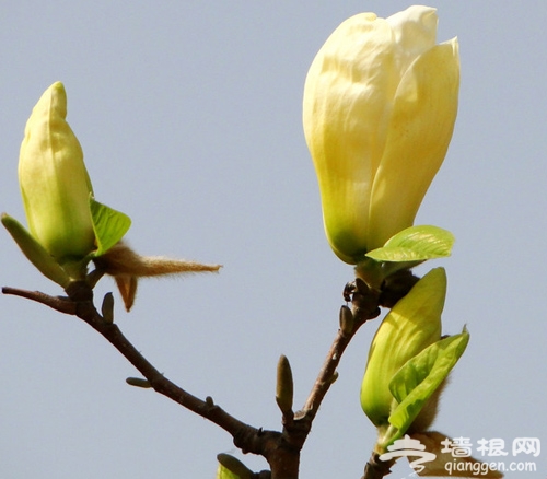 北京三月四月賞花景點推薦[牆根網]