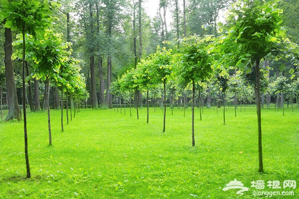 2013北京生態游 植樹節還我藍天播下希望的種子