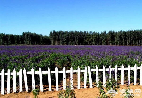 2013北京生態游 植樹節還我藍天播下希望的種子