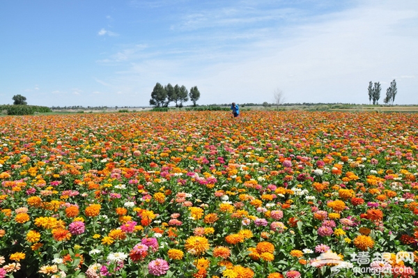 2013北京生態游 植樹節還我藍天播下希望的種子