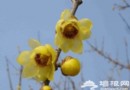 北京植物園 臥佛寺中尋古臘